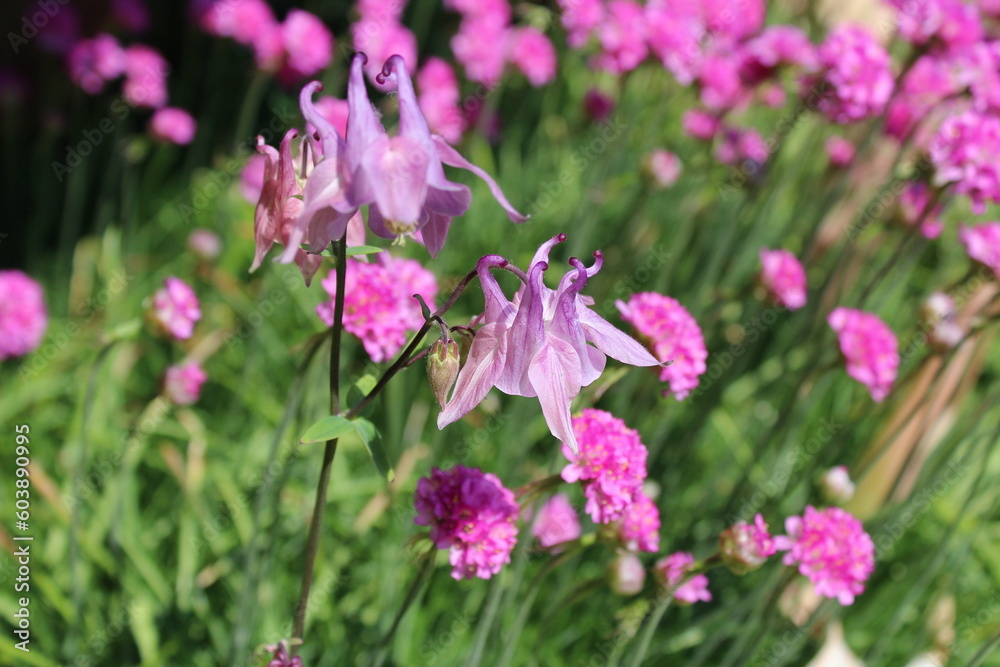 Pale purple columbine and sea-pink flowers bloom in early summer Pale purple columbine and sea-pink flowers bloom in early summer
