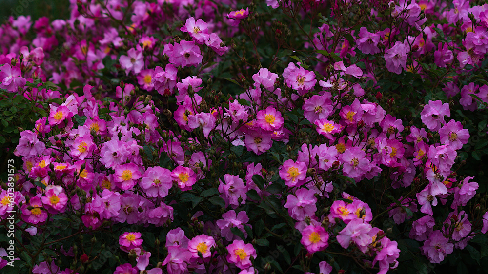 field of flowers