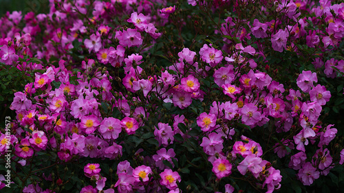 field of flowers