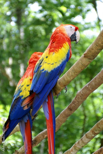 Scarlet macaws (Ramphastos sulfuratus) perched on a fence at the Mayan ruins in Copan, Honduras
