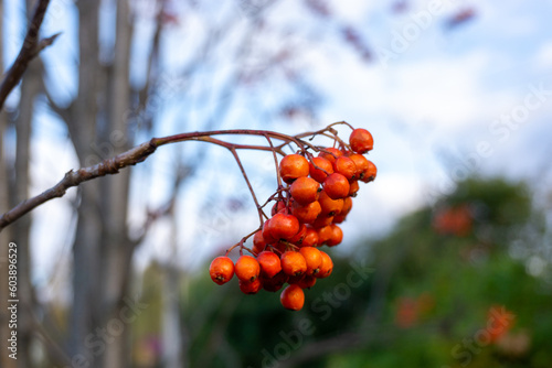 Rowan branch with bunches of red ripe berries against the blue sky.