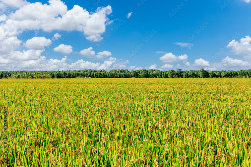 Mature rice fields on farms