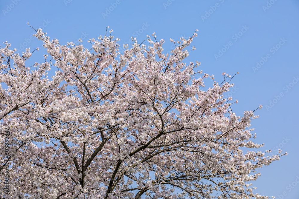 Beautiful cherry blossoms bloom in the spring season