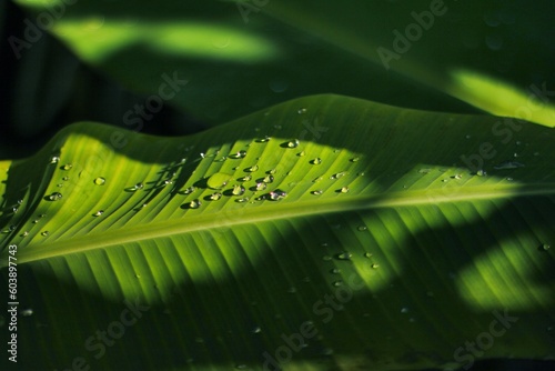 Water dew on banana leaves