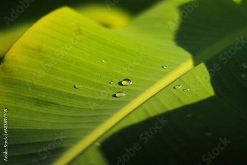 Water dew on banana leaves