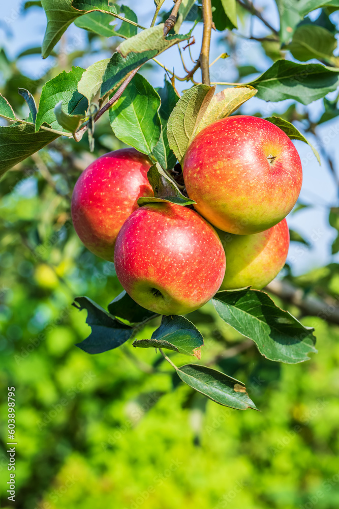 Fresh apples grow in the orchard Fresh apples grow in the orchard