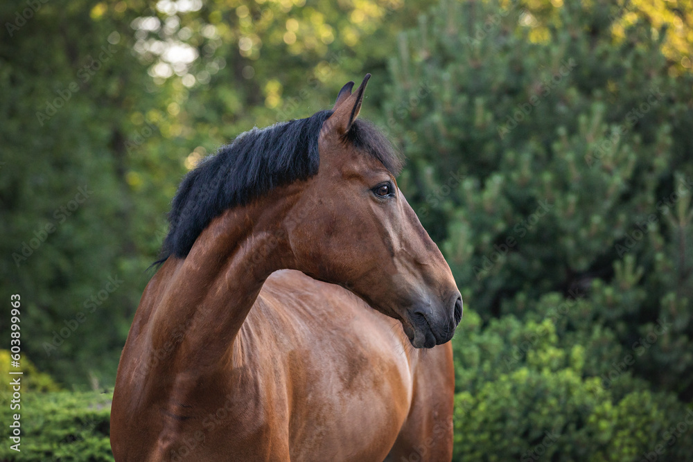 Fototapeta premium Portrait of a bay horse against a background of trees. Portrait of a horse on the loose