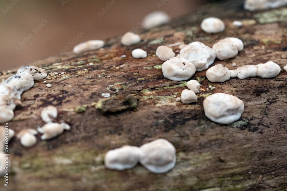 Ceramic fungus, Xylobolus frustulatus in a natural setting Ceramic fungus, Xylobolus frustulatus in a natural setting