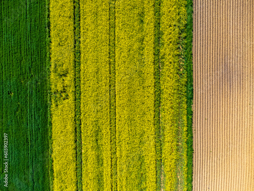 Obraz na płótnie Aerial view landscape Poland, rapeseed fields from a drone. Nature, countryside, yellow. w salonie