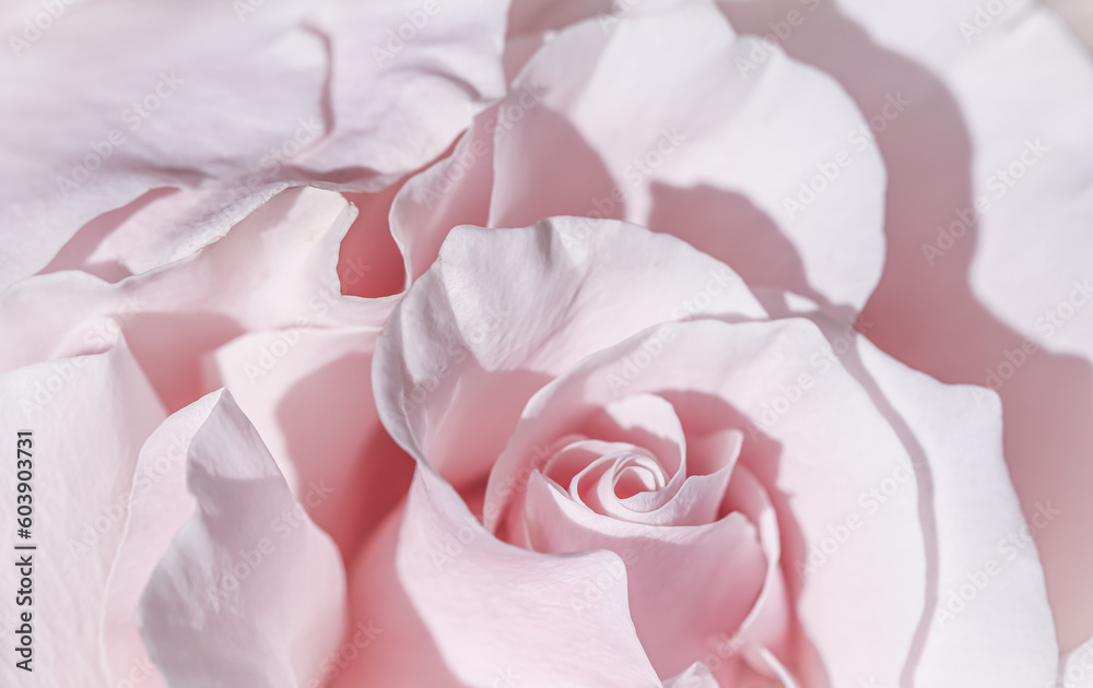 Pale pink white rose flower. Macro flowers background for holiday design Pale pink white rose flower. Macro flowers background for holiday design