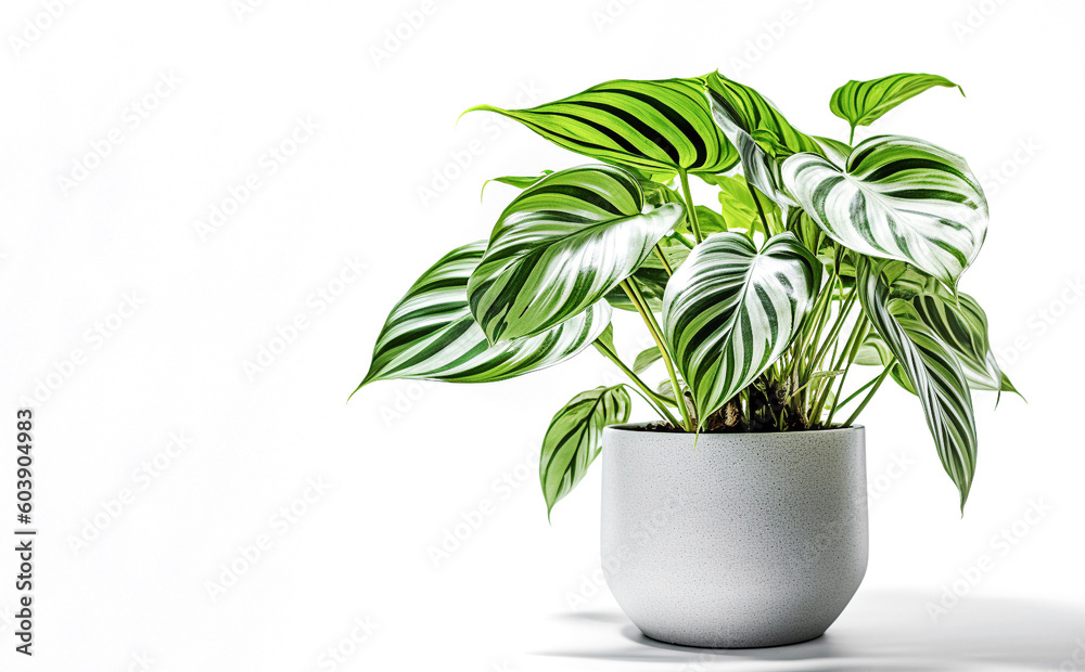 AI generative.  Philodendron  houseplant in concrete  pot on white