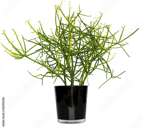 Pencil cactus euphorbia tirucalli potted plant 