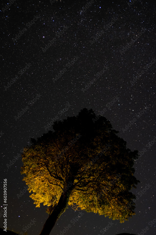 tree in the night