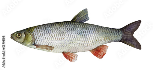 Watercolor Common chub or European chub (Squalius cephalus). Hand drawn fish illustration isolated on white background.