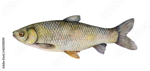Watercolor grass carp (Ctenopharyngodon idella). Hand drawn fish illustration isolated on white background. photo