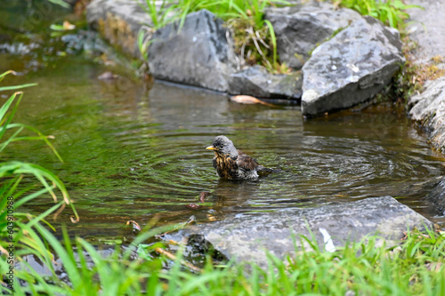 Small bird bathing in running water Orebro city park