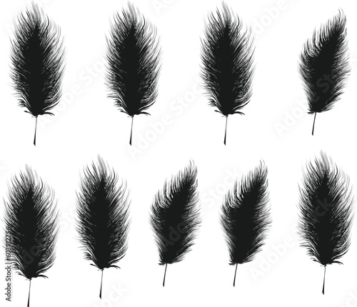 Black silhouette of feathers