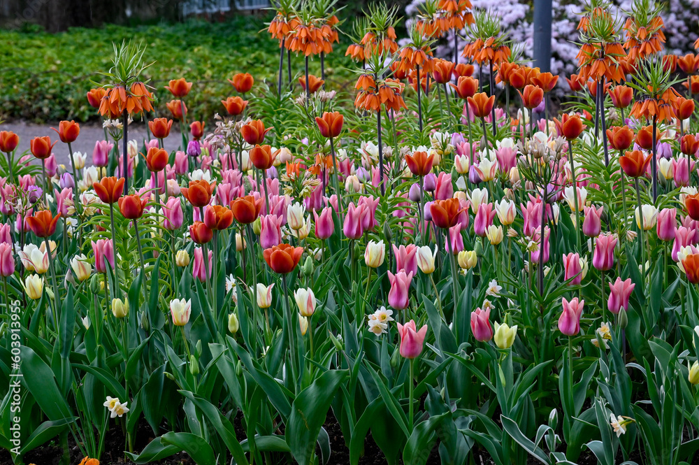 Flowerbed with colorful tulips and other flowers