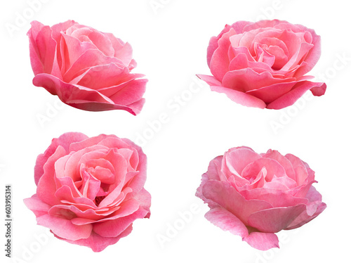Fototapeta Naklejka Na Ścianę i Meble -  Set of pink rose flower isolated on a white background with clipping path. Full Depth of field. Focus stacking. PNG