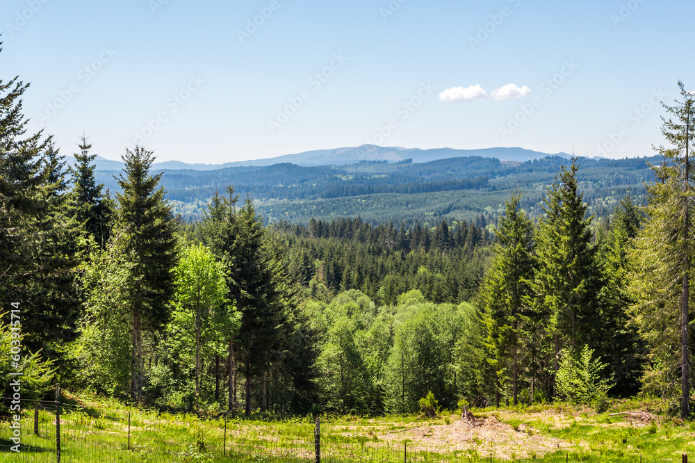 Woodland against the backdrop of a mountain range