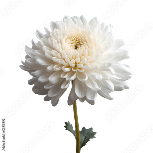  Close up of white chrysanthemum isolated on white. Generative AI