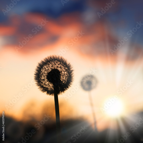 Dandelion silhouette on sunset background