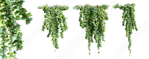 Set of Hedera Hibernica creeper plant, isolated on white background. 3D render. photo