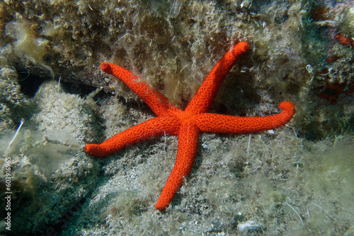 Mediterranean red sea star  Echinaster sepositus 