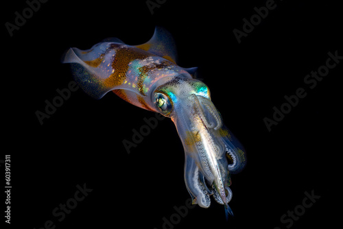 Amazing underwater world. Sepioteuthis lessoniana - Bigfin Reef Squid. Squids in the night. Black Water Diving. Underwater photography. Tulamben, Bali, Indonesia.