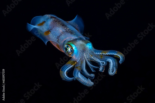 Amazing underwater world. Sepioteuthis lessoniana - Bigfin Reef Squid. Squids in the night. Black Water Diving. Underwater photography. Tulamben, Bali, Indonesia.