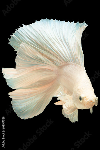 The white betta fish appears to effortlessly float through the depths of the black background its pristine white color radiating purity and serenity. © DSM