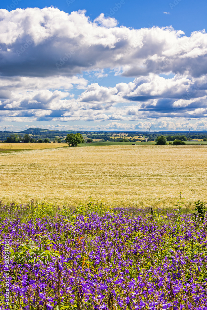 Cornfield with flowering Nettle-leaved bellflower in the countryside
