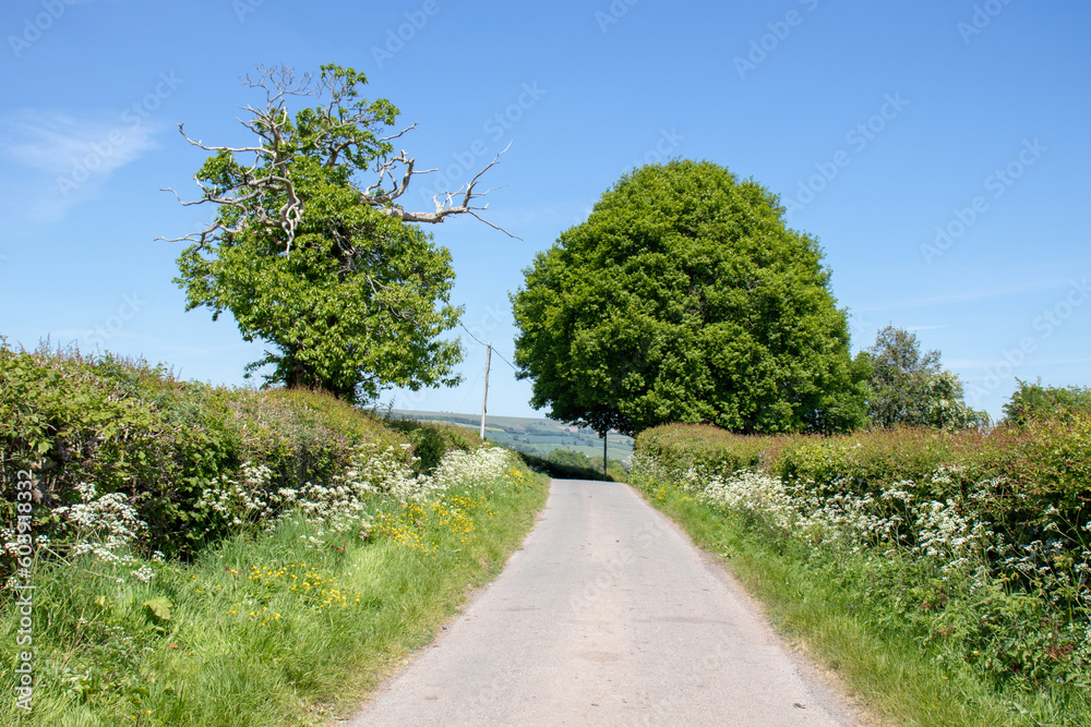Summertime oak tree down the country lane.