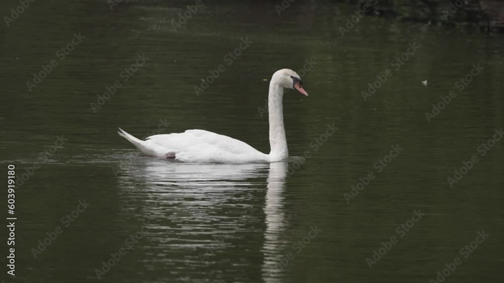 Portrait of beautiful mute swan (cygnus olor) swimming in lake, 4k slow motion footage. Portrait of beautiful mute swan (cygnus olor) swimming in lake, 4k slow motion footage.
