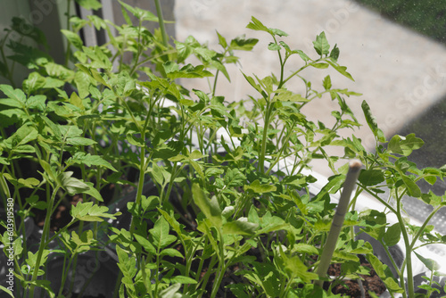 Young seedlings of tomato on the windowsill. Concept of gardening, gardening and healthy eating. Copy space