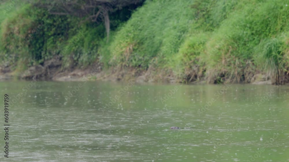 Slow-Motion shot of a beaver swimming while it's raining. Slow-Motion shot of a beaver swimming while it's raining.