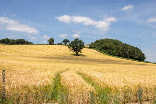 Wheat fields in the Summertime.