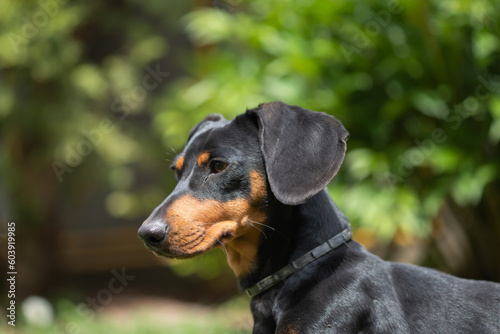 A cute dachshund in a lush spring garden