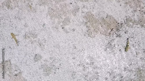 Aerial video of sharks swimming next to a tropical island in French Polynesia 