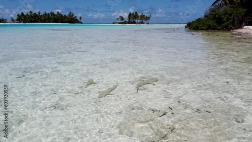 Aerial video of sharks swimming next to tropical islands in French Polynesia 