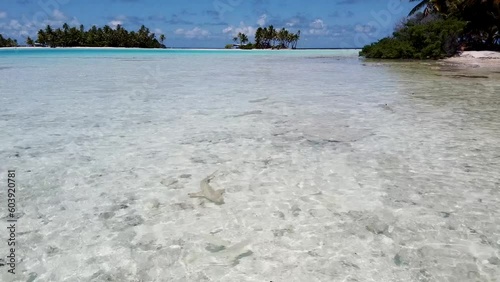 Aerial video of sharks swimming next to tropical islands in French Polynesia 