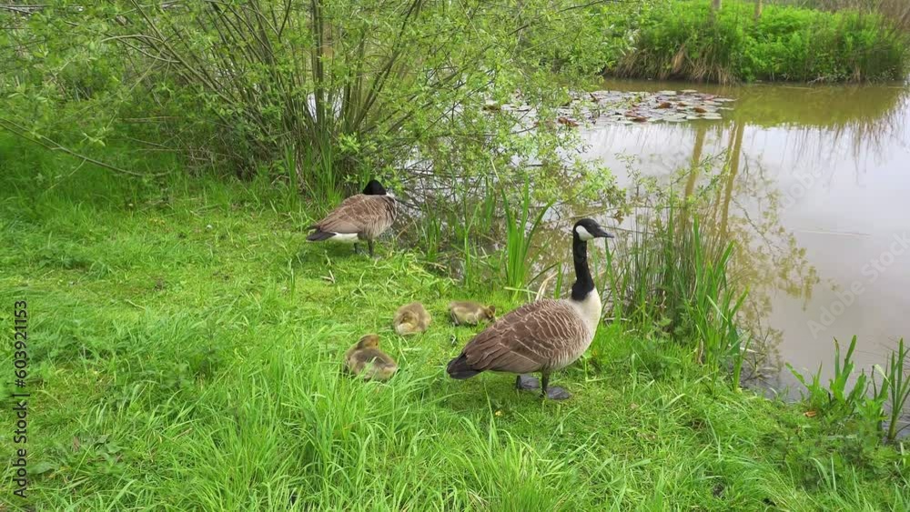 Two Canada Geese standing by a lake with goslings, baby geese. Two Canada Geese standing by a lake with goslings, baby geese.