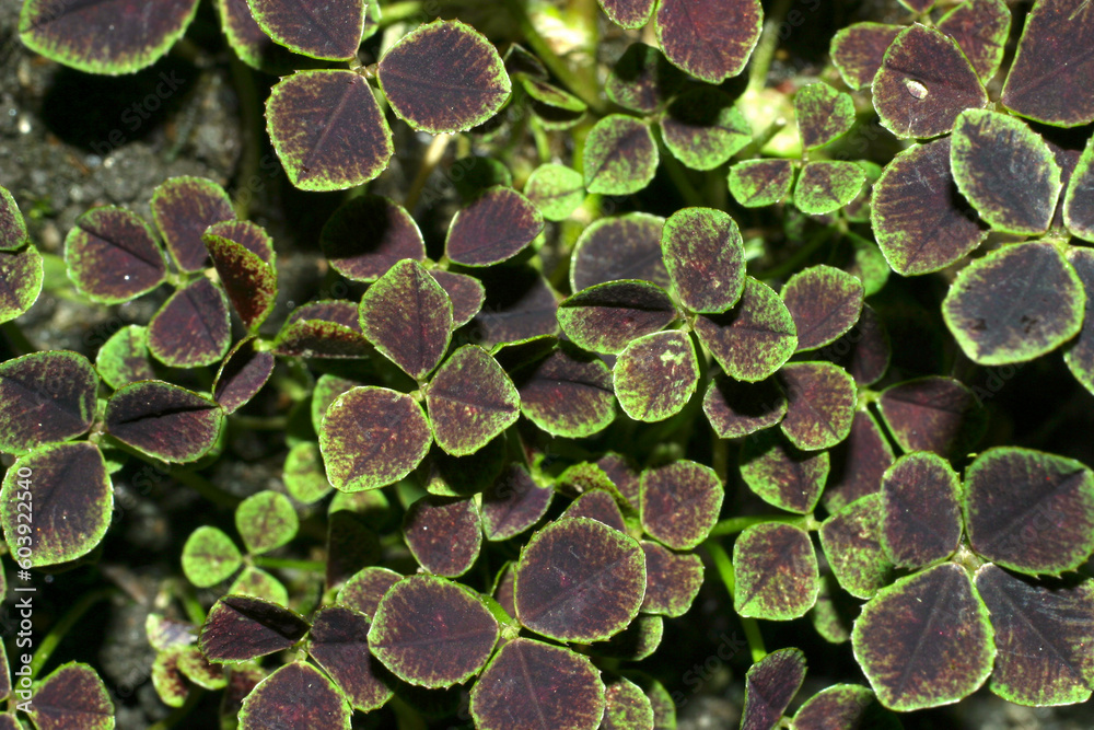 Detailed view of the foliage of Trifolium - Fabaceae Detailed view of the foliage of Trifolium - Fabaceae