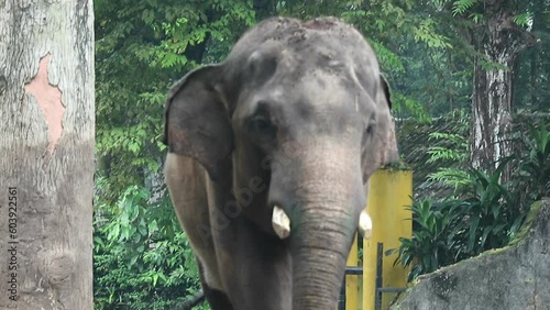 This is photo of Sumatran elephant (Elephas maximus sumatranus) in the Wildlife Park or Zoo.