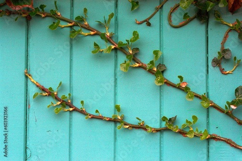 Ivy growing on an old painted door