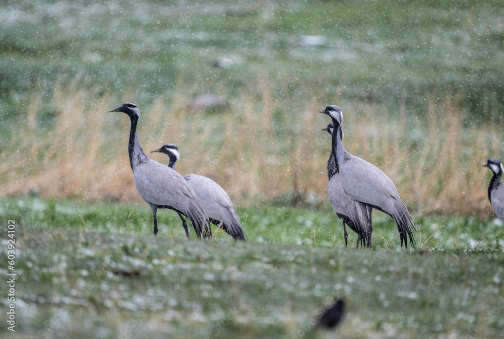 a flock of common cranes on a green lawn against a gray sky and falling snow in May