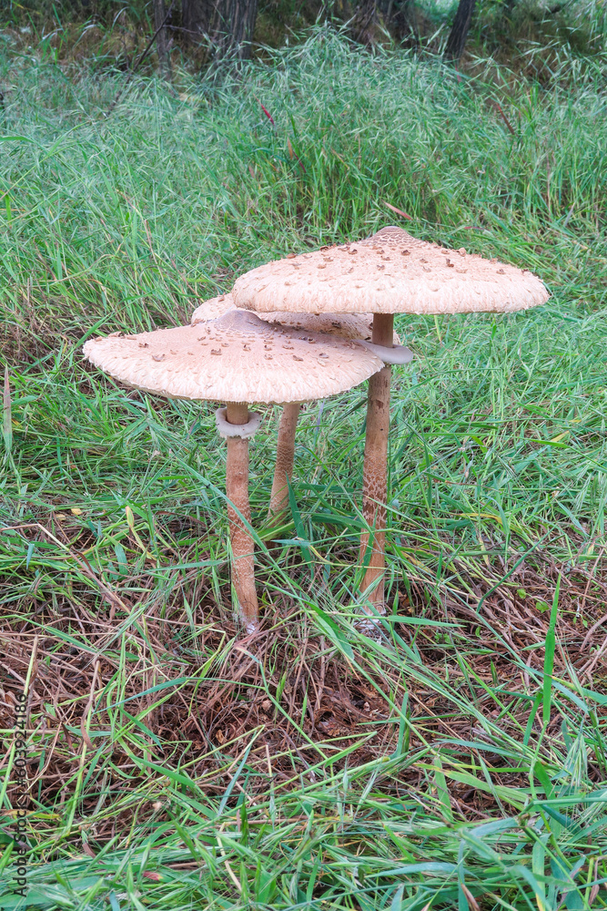 Drumstick mushroom three chapel number stem detail view close up Drumstick mushroom three chapel number stem detail view close up