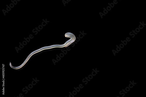 The parasitic worm Anisakis on black background