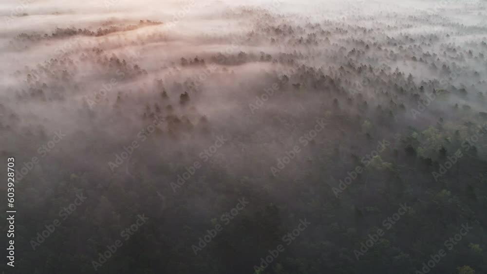Aerial drone shot over forest landscape covered with dense low clouds at sunset