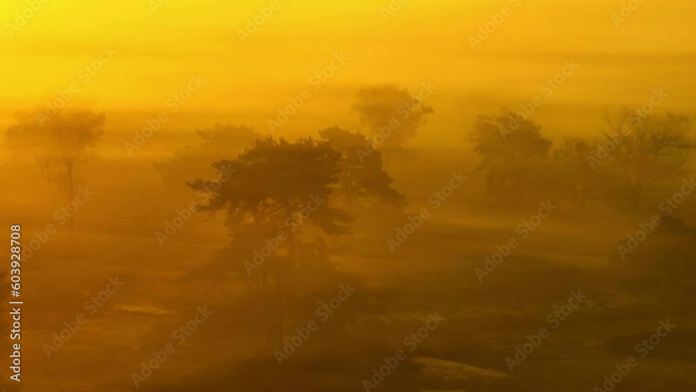 Dreamy golden sunrise mist between trees in nature reserve, cinematic aerial Dreamy golden sunrise mist between trees in nature reserve, cinematic aerial